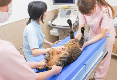 静岡市葵区・静岡動物医療センター・ペットへの負担を減らすための治療